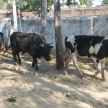piyush goyal budget 2019 kamdhenu yojna and national gokul commission for cow - Satya Hindi