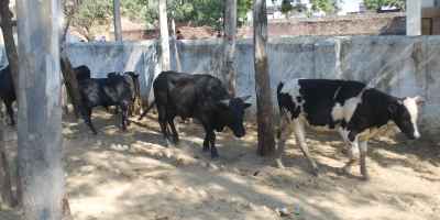 karnataka cow vigilantes kill muslim trade on cattle theft suspicion - Satya Hindi