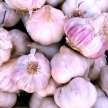 Why farmers are shedding garlic crop in drain - Satya Hindi