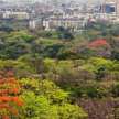 aarey colony forest trees cut down supreme court on environment  - Satya Hindi