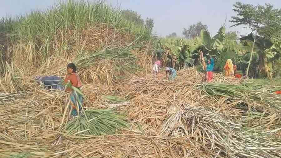 केंद्र ने गन्ने पर प्रति क्विंटल 10 रुपये बढ़ाकर 315 किए