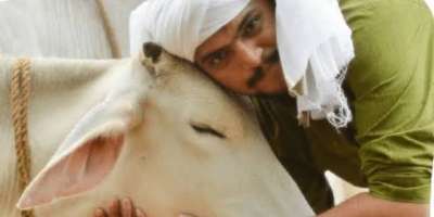 government ordered to celebrate cow hug day on february 14  - Satya Hindi