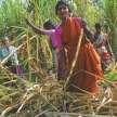 sugarcane farmers: how will they happy with just Rs 15 increase? - Satya Hindi