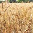 coronavirus lockdown impact farmers crops economic slowdown - Satya Hindi