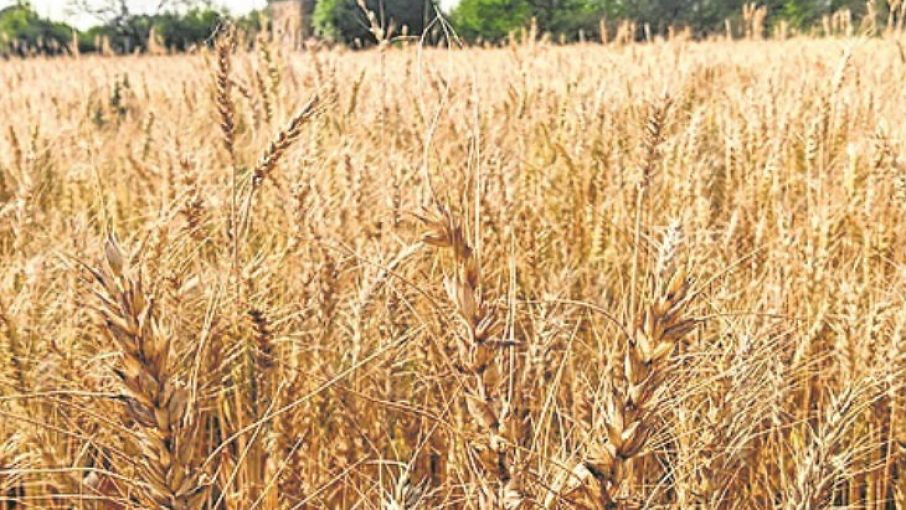 wheat crop procurement estimate 50 percent worry for food security inflation - Satya Hindi