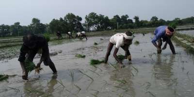 Modi Raj: why agricultural laborers increase instead of increasing jobs under NDA rule? - Satya Hindi