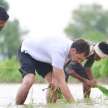 rahul gandhi helps farmers plant paddy in sonipat - Satya Hindi