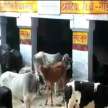UP Farmers Lock Stray Cows In School govt offices - Satya Hindi