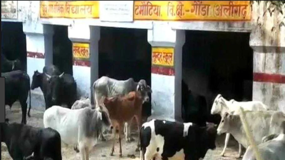 UP BJP, Modi make cow election issue before UP Assembly Election 2022 - Satya Hindi