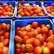 tomato price hike amid heavy rain govt minimum price - Satya Hindi