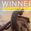 the elephant whisperers oscar award and forest life - Satya Hindi