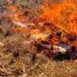 Supreme Court asks Punjab government to immediately stop stubble burning - Satya Hindi