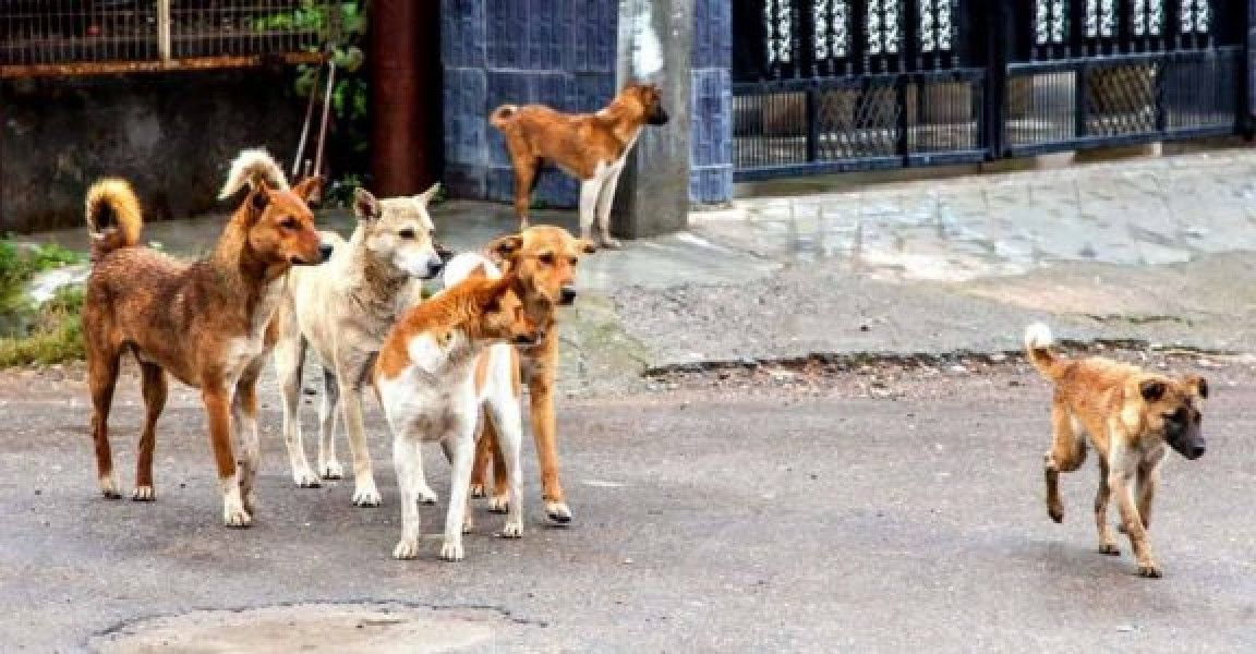 स्ट्रीट डॉगः&nbsp;हाईकोर्ट की कई टिप्पणियों पर रोक, SC हैरान