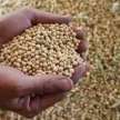 Maharashtra: Why Modi government suddenly remember soybean farmers? - Satya Hindi