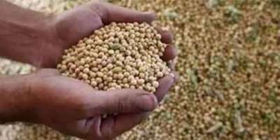 Maharashtra: Why Modi government suddenly remember soybean farmers? - Satya Hindi