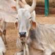 animal atrocities mp 17 cows locked in room with no water food dies - Satya Hindi