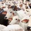 UP Govt to impose gau kalyan cess to protet cows  - Satya Hindi