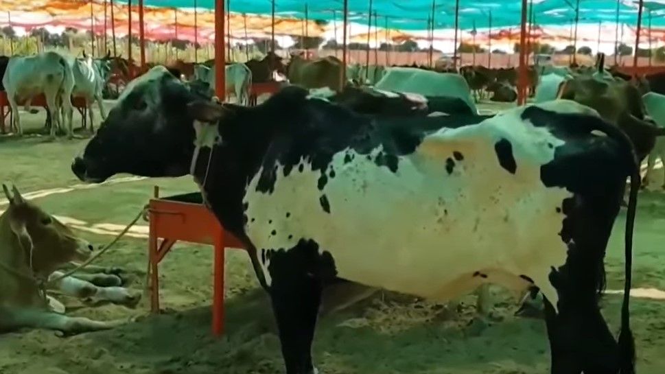 cows deaths in Rajasthan lumpi virus BJP protest - Satya Hindi