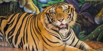 india largest wildlife sanctuary 100 tigers missing - Satya Hindi