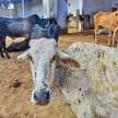 Lumpy skin disease spreading, 6700 cows dead - Satya Hindi