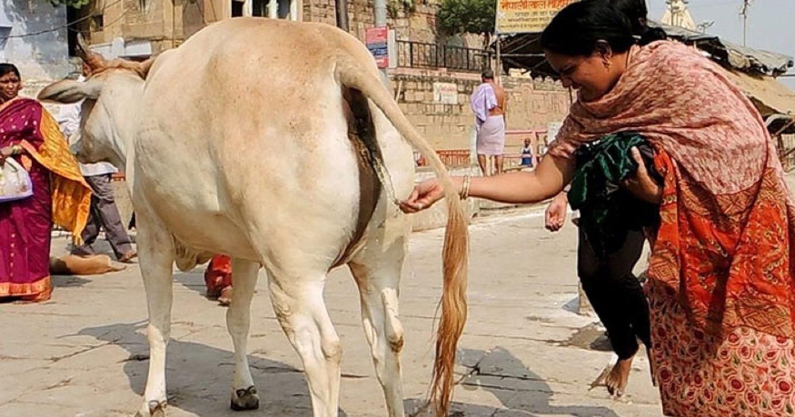 Controversy on Cow urine - Satya Hindi