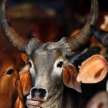 BJP CM says, Cows exhale Oxygen - Satya Hindi