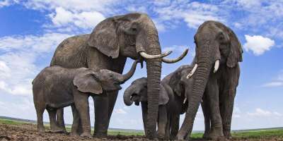 CITES COP-19: why India indifferent towards elephants   - Satya Hindi