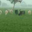 Uttarakhand CM Trivendra Rawat says, Cows exhale oxygen - Satya Hindi