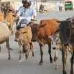 stray cattle poses risk for farmers in up - Satya Hindi